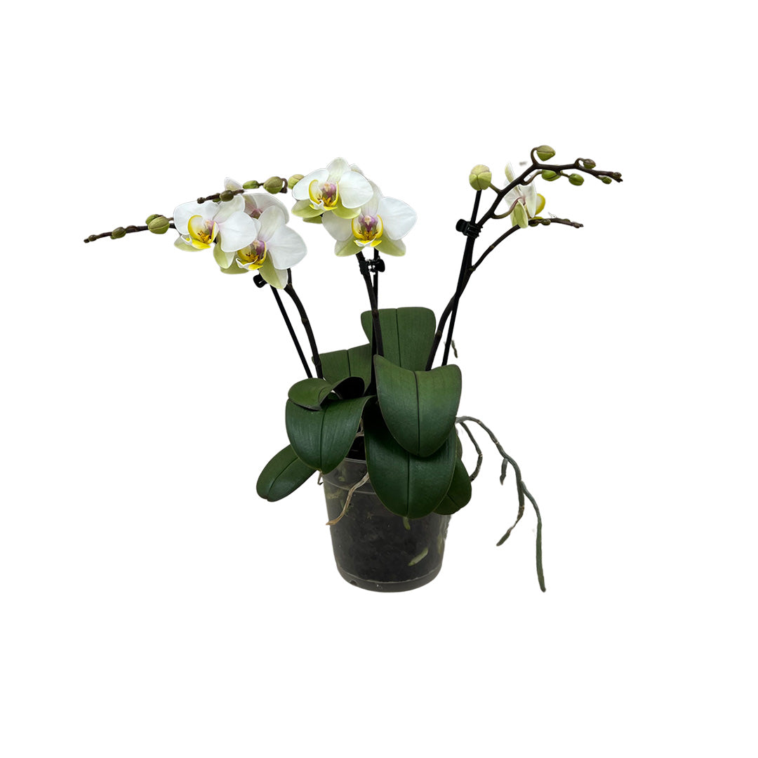 Busy Bee rosane Orchidee | Optional mit Übertopf