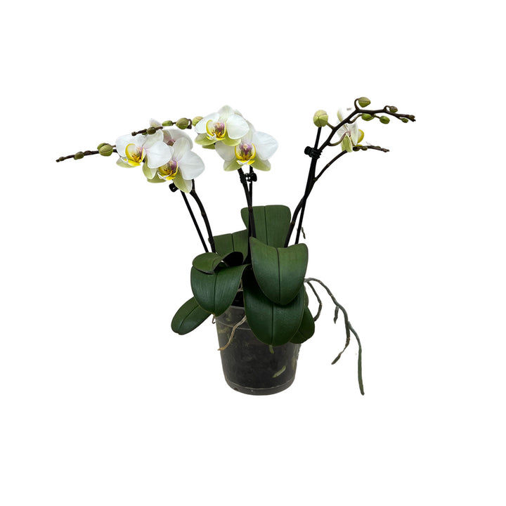 Busy Bee rosane Orchidee | Optional mit Übertopf