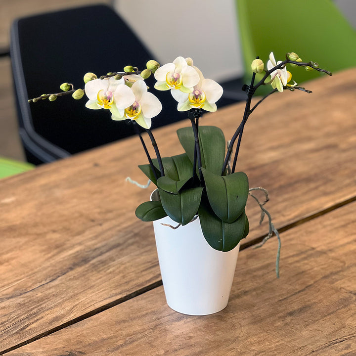 Busy Bee rosane Orchidee | Optional mit Übertopf
