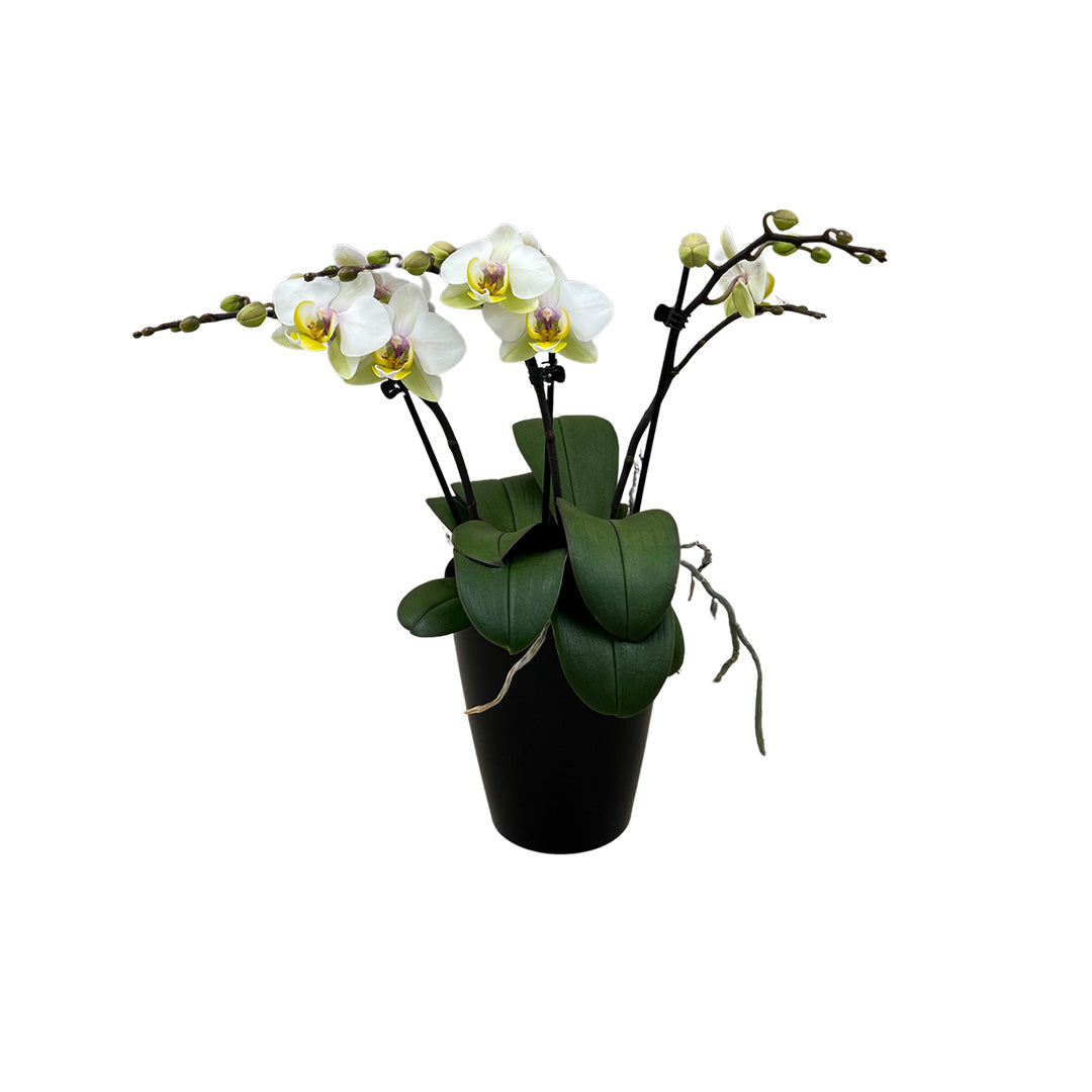 Busy Bee rosane Orchidee | Optional mit Übertopf
