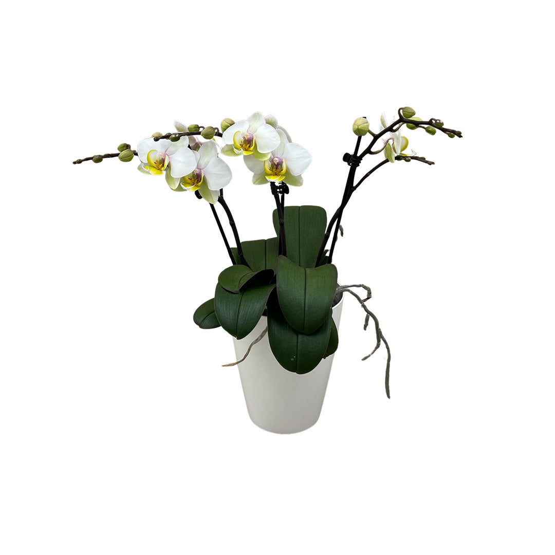 Busy Bee rosane Orchidee | Optional mit Übertopf