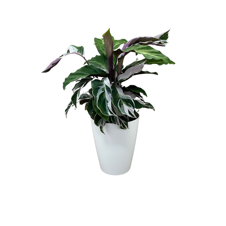 Calathea White Fusion | Inklusive weißem Übertopf