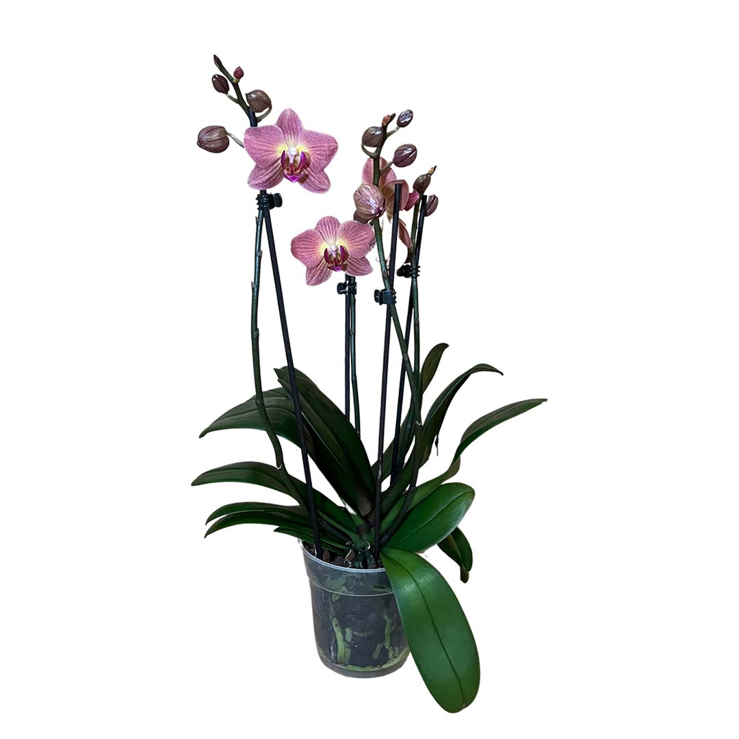 Coprc rötliche Orchidee | Optional mit Übertopf