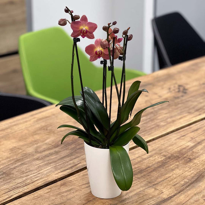 Coprc rötliche Orchidee | Optional mit Übertopf