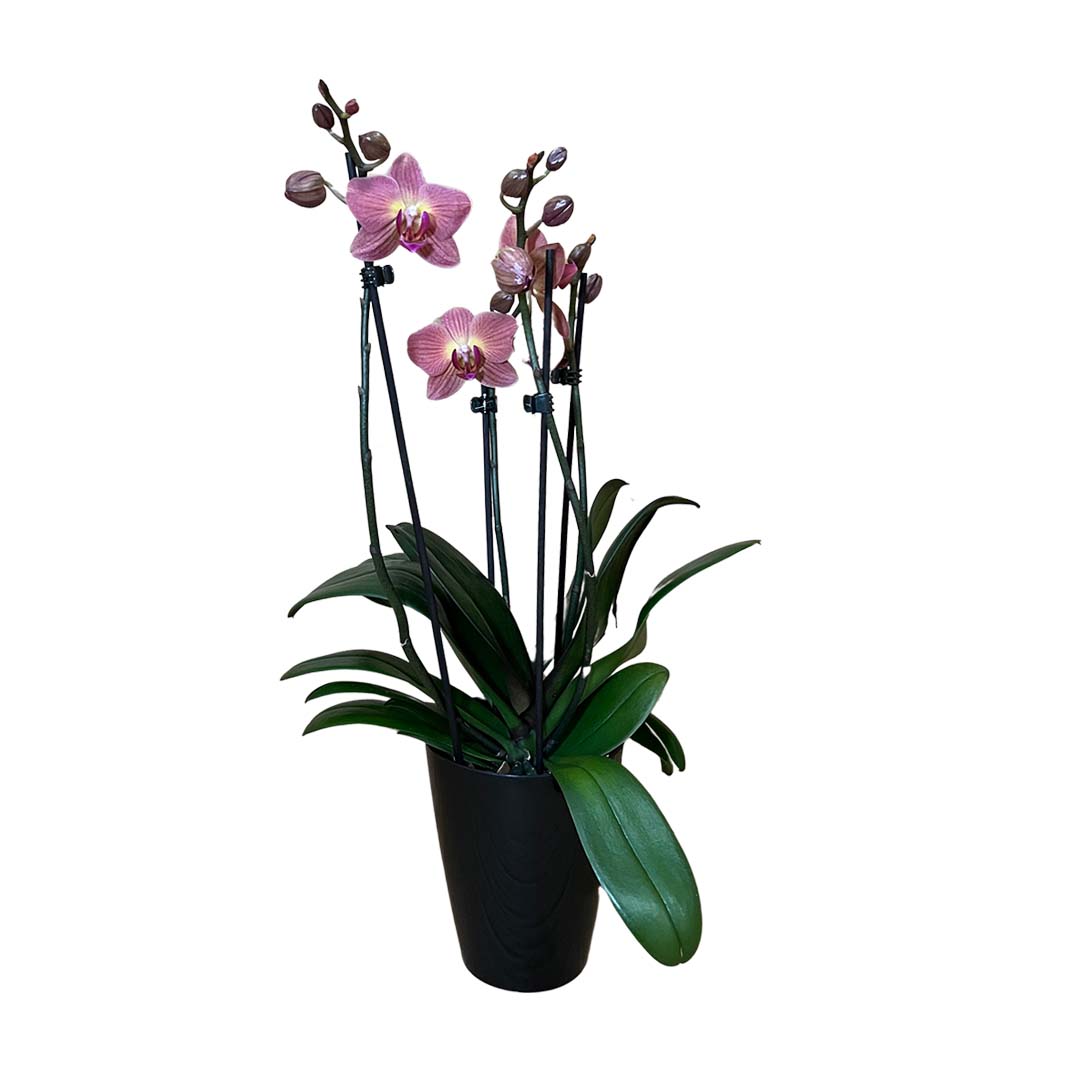Coprc rötliche Orchidee | Optional mit Übertopf