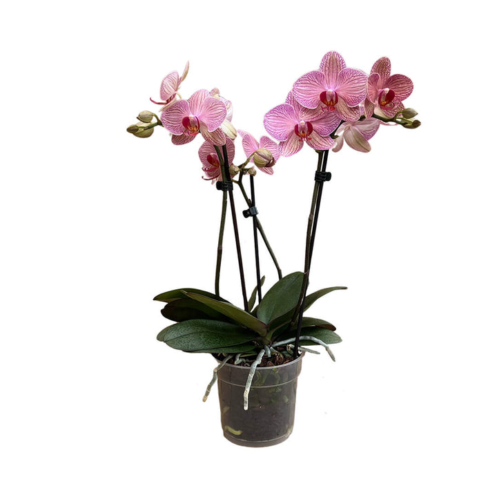 Cryptix rötliche Orchidee | Optional mit Übertopf