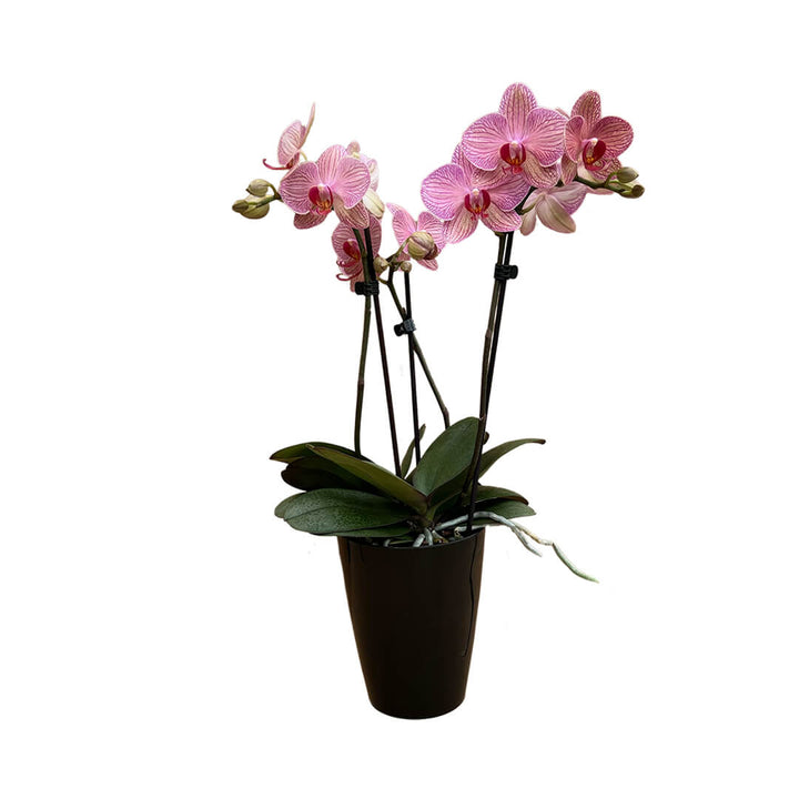 Cryptix rötliche Orchidee | Optional mit Übertopf