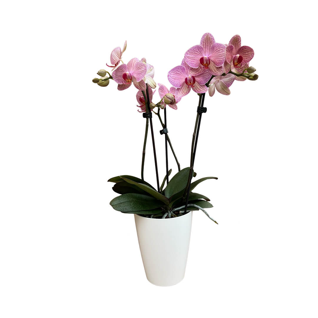 Cryptix rötliche Orchidee | Optional mit Übertopf