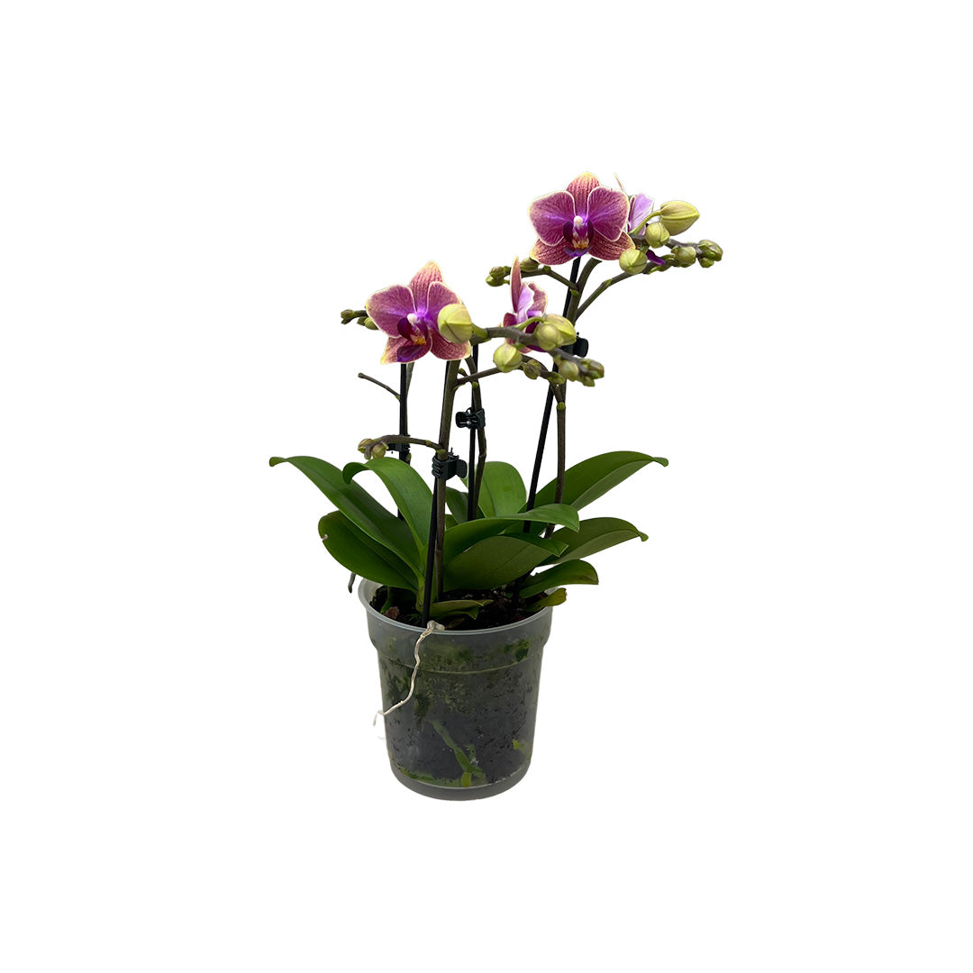 Cute Holly rötliche Orchidee | Bezaubernde Orchideen-Sorte