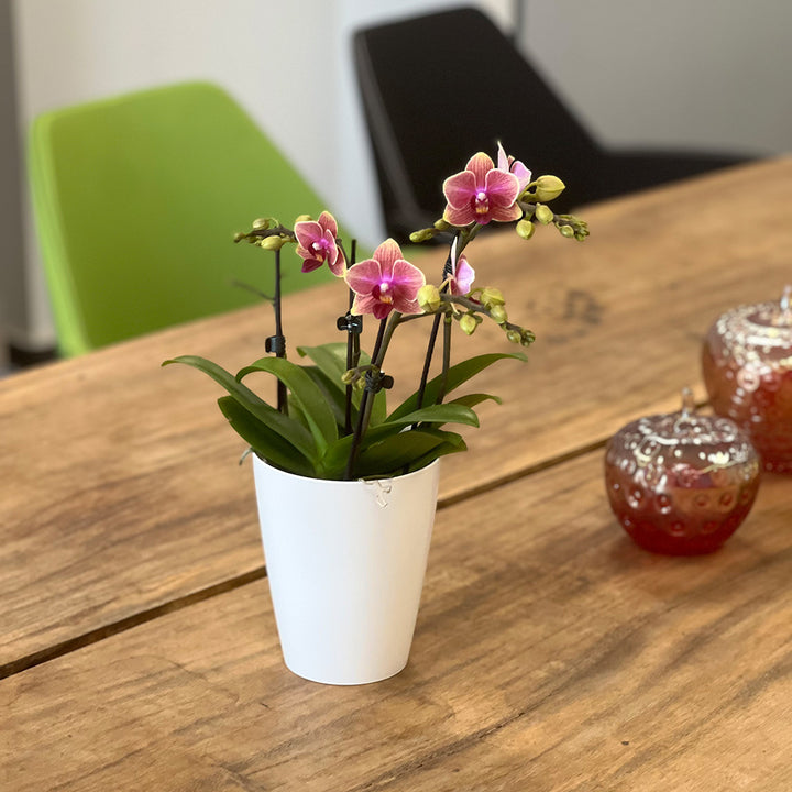 Cute Holly rötliche Orchidee | Bezaubernde Orchideen-Sorte