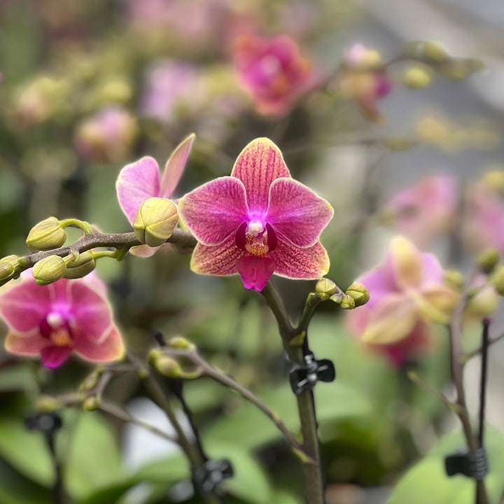 Cute Holly rötliche Orchidee | Bezaubernde Orchideen-Sorte