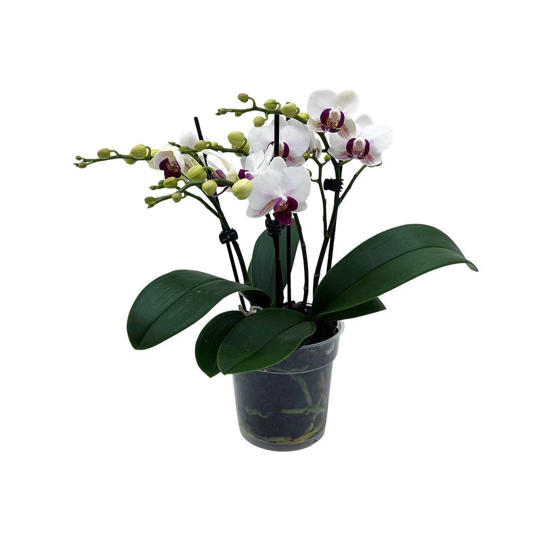 Red Lip Tisch-Orchidee | Optional mit Übertopf