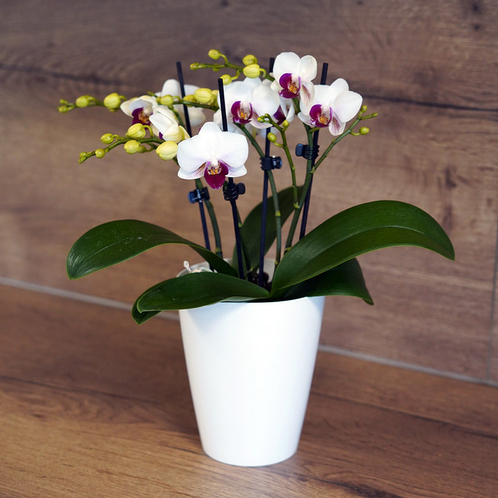 Red Lip Tisch-Orchidee | Optional mit Übertopf