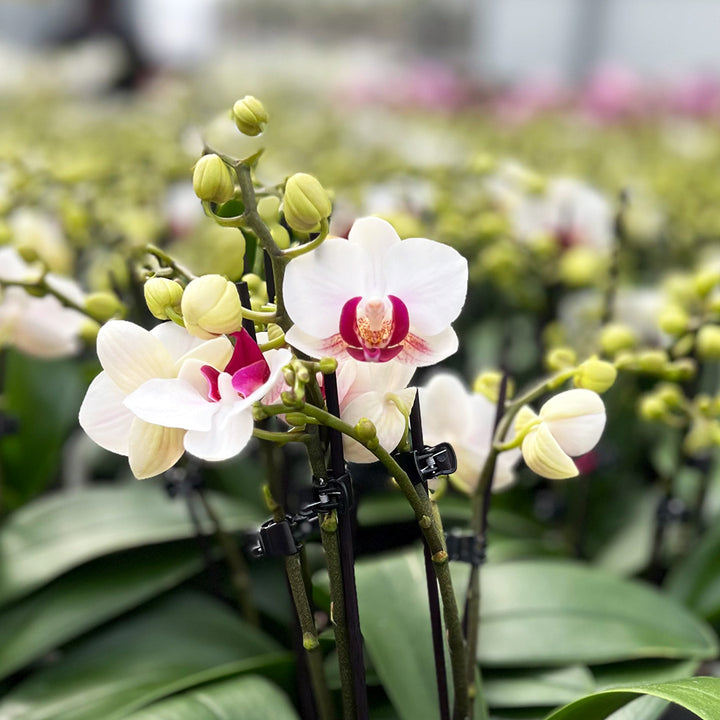 Red Lip Tisch-Orchidee | Optional mit Übertopf