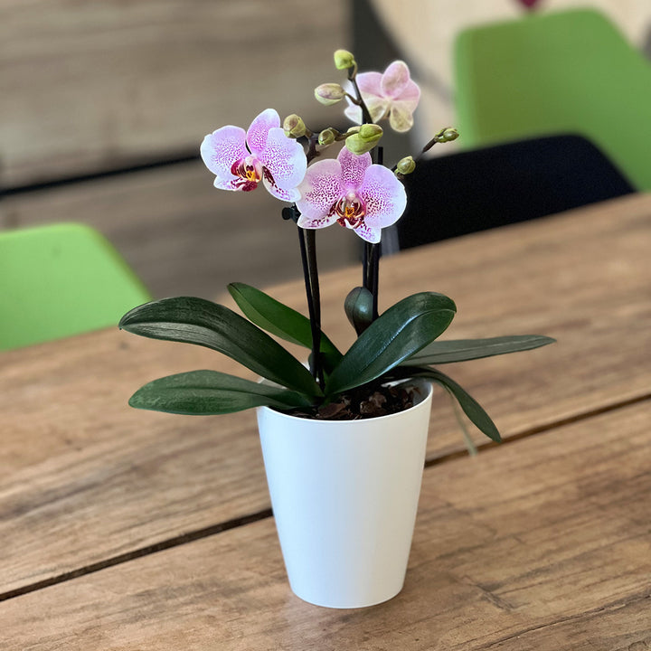 Dominique hellrosane Orchidee | Optional mit Übertopf