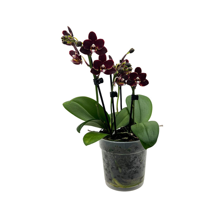 Dunkelrote Tisch-Orchidee | Optional mit Übertopf