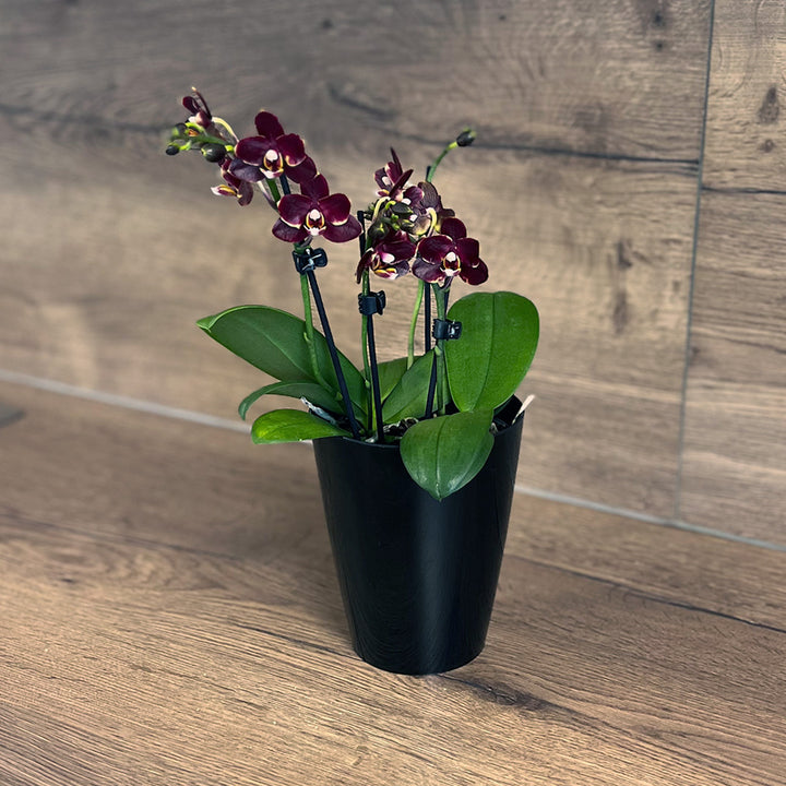 Dunkelrote Tisch-Orchidee | Optional mit Übertopf