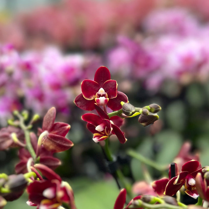 Dunkelrote Tisch-Orchidee | Optional mit Übertopf