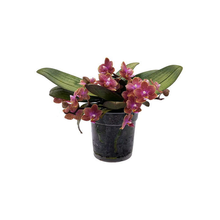 Duftende Dusty Belle | Ungestäbte Tisch-Orchidee