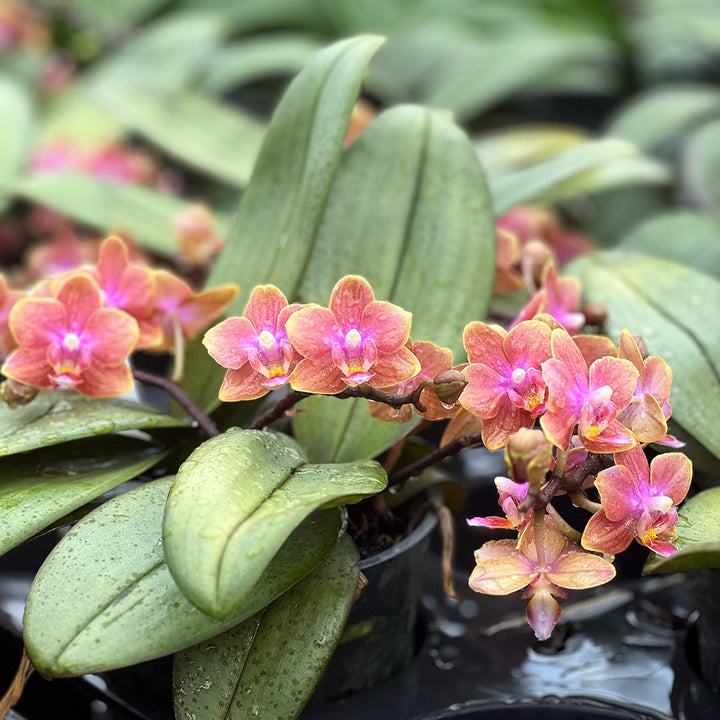 Duftende Dusty Belle | Ungestäbte Tisch-Orchidee