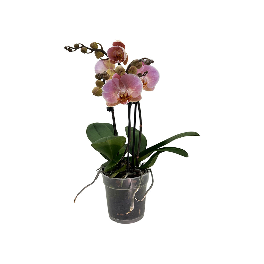 Fabienne hellrosane Orchidee | Besondere Orchideen-Sorte