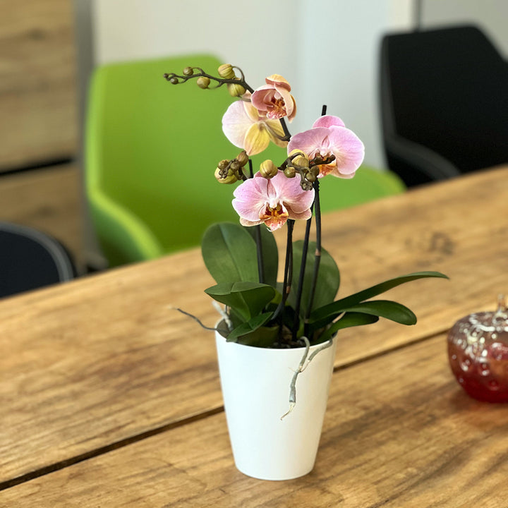 Fabienne hellrosane Orchidee | Besondere Orchideen-Sorte