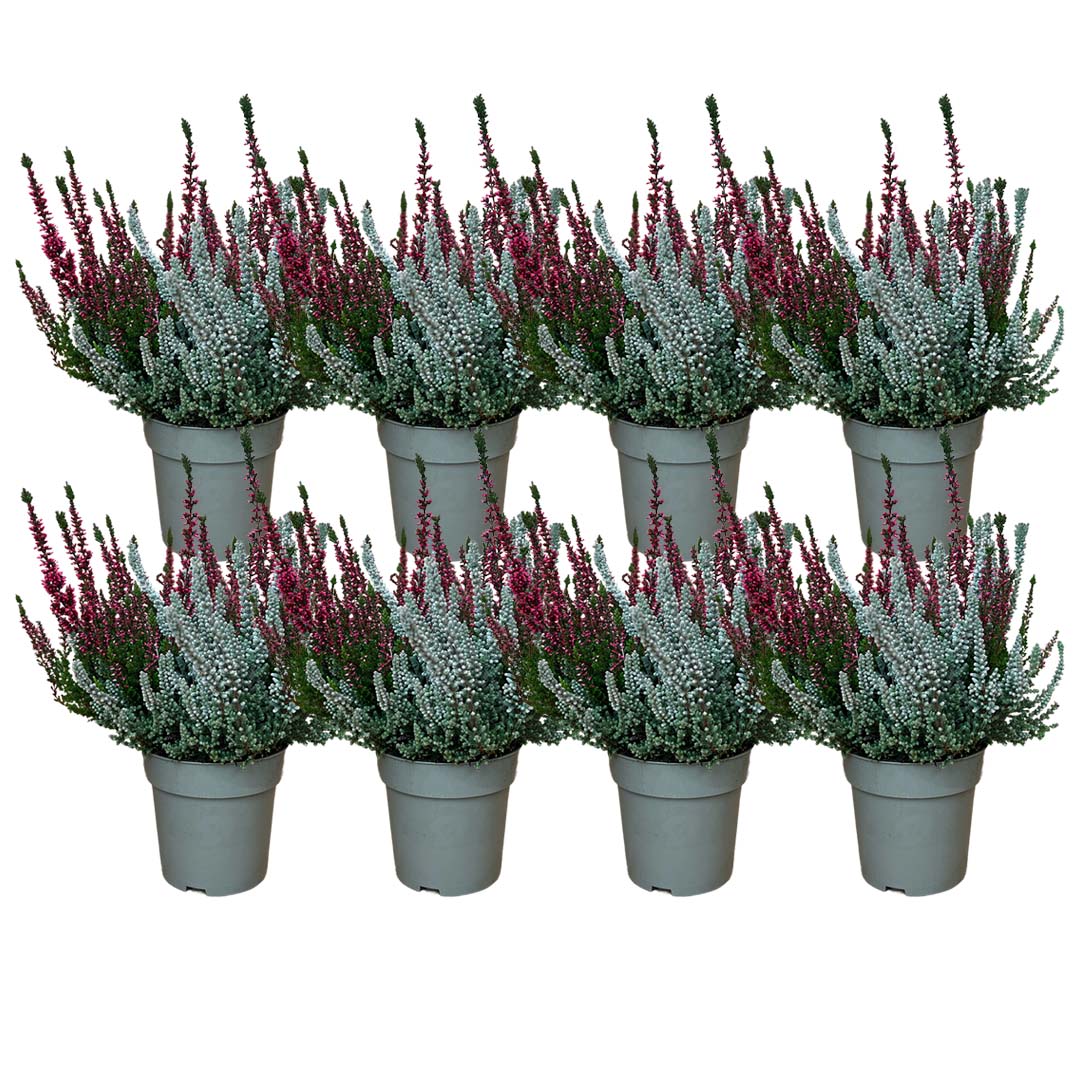 Garden Girls® | Fluffy® rotes Heide 8er Paket