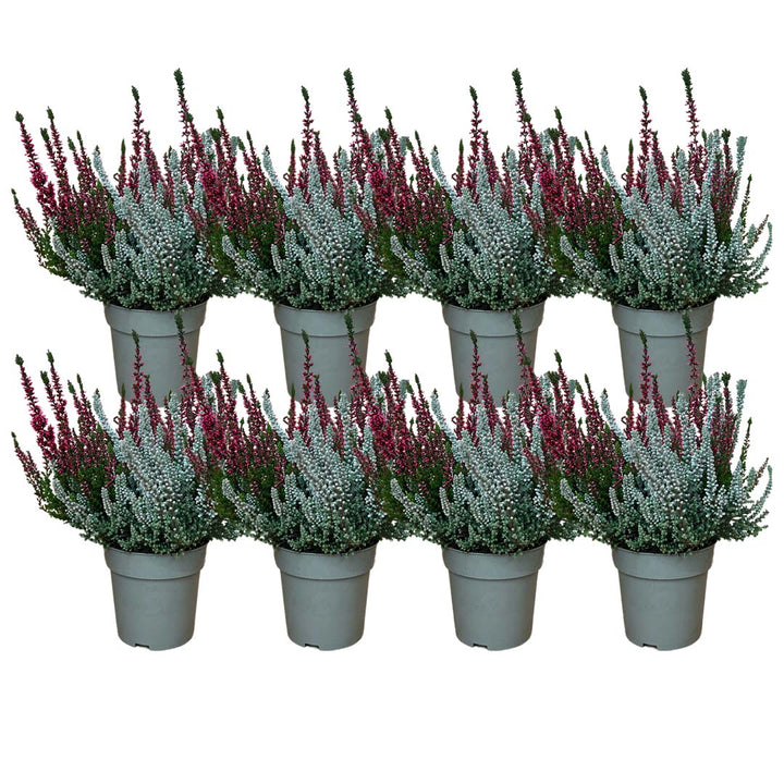 Garden Girls® | Fluffy® rotes Heide 8er Paket