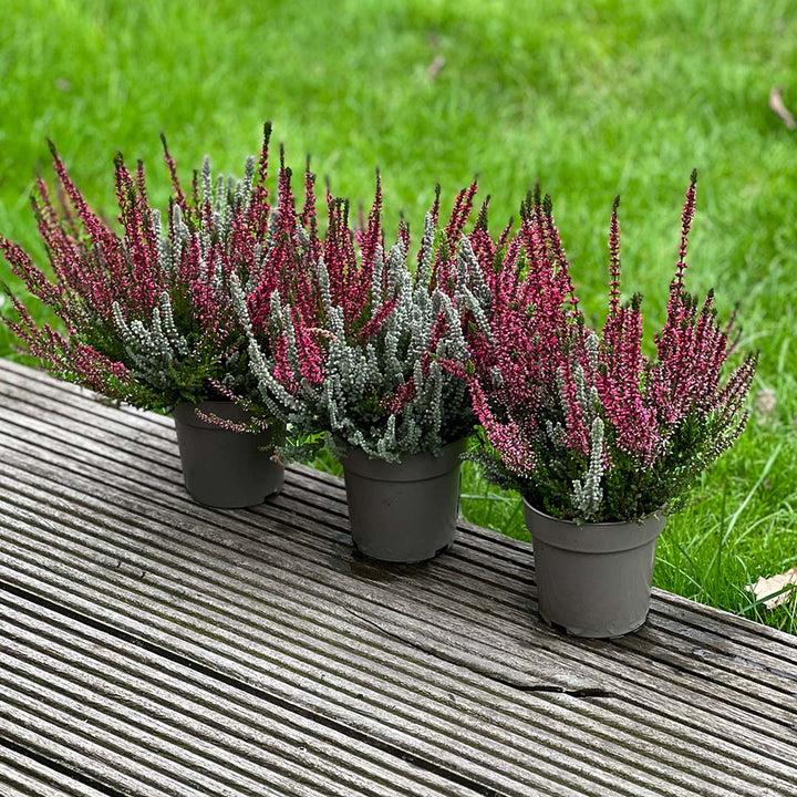 Garden Girls® | Heide 8er Überraschungspaket
