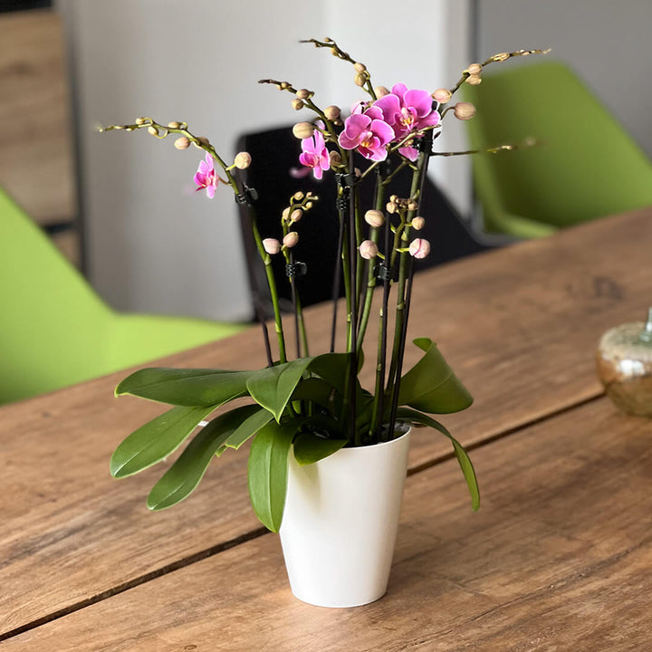 Friday Flirt violettes Orchidee | Optional mit Übertopf
