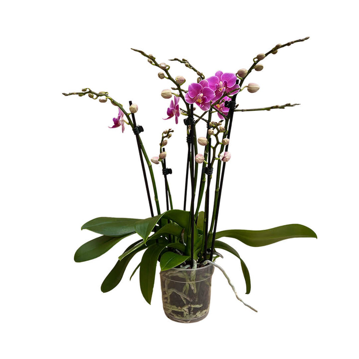 Friday Flirt violettes Orchidee | Optional mit Übertopf