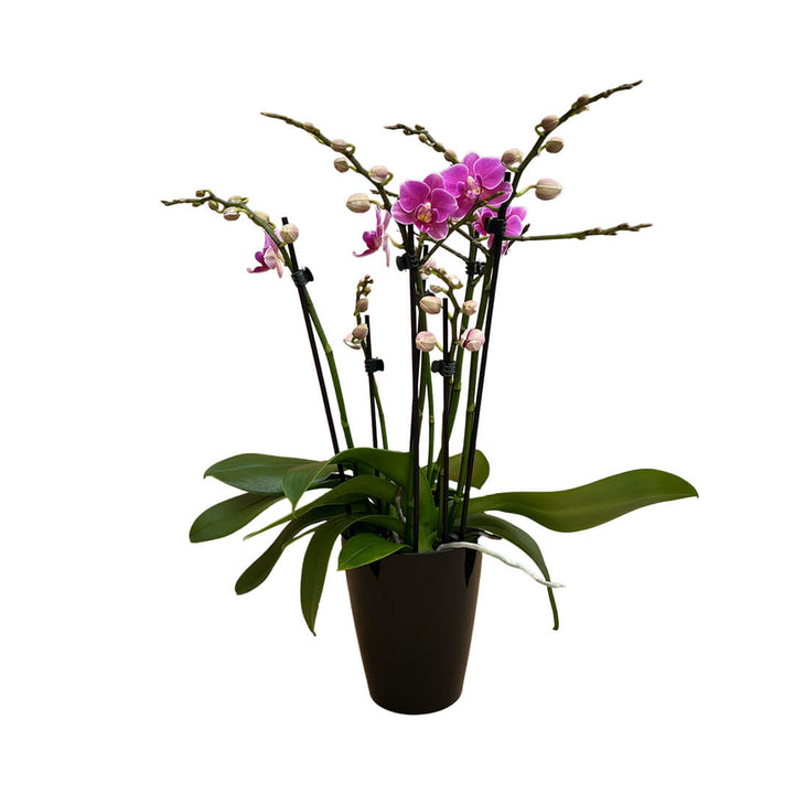 Friday Flirt violettes Orchidee | Optional mit Übertopf