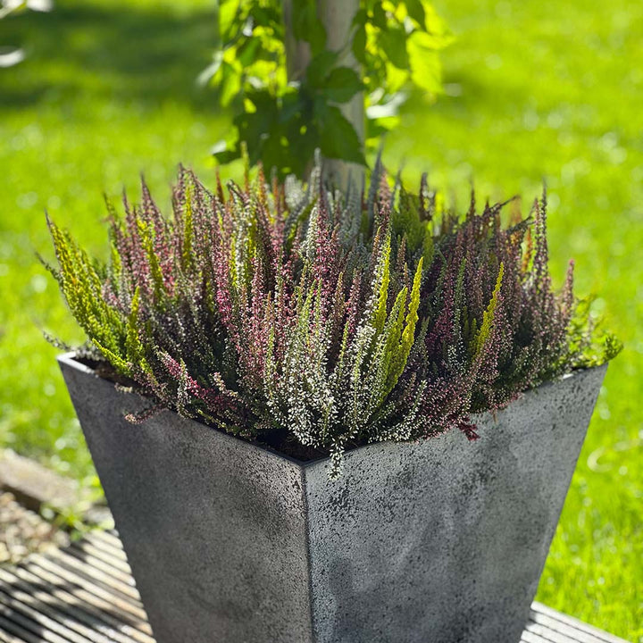Garden Girls® | Smixies® Heide 8er Paket