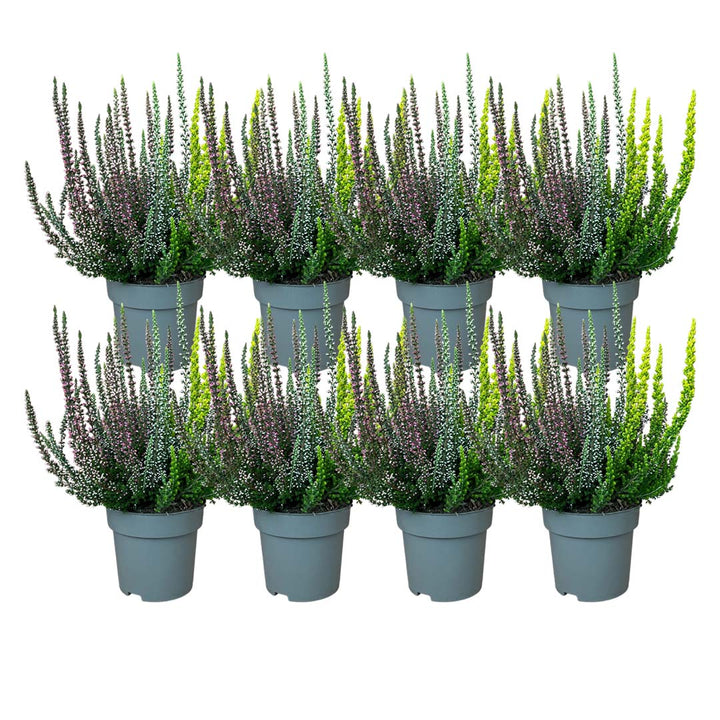 Garden Girls® | Smixies® Heide 8er Paket