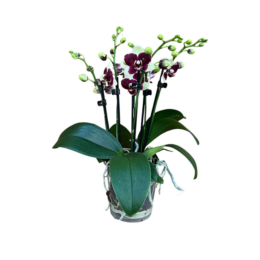 Gelbrot gescheckte Orchidee | Optional mit Übertopf