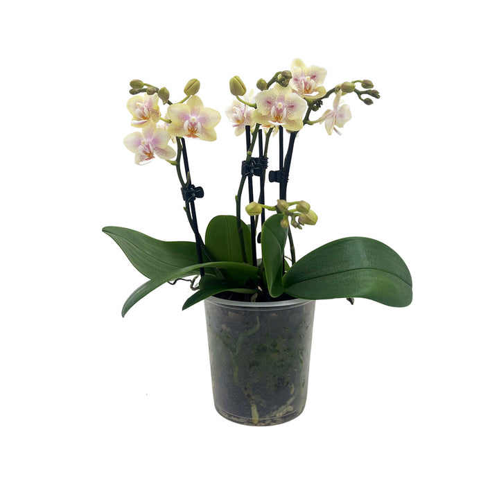 Duftende Tischorchidee |  Gelb + Pinke  Orchideen-Blüte