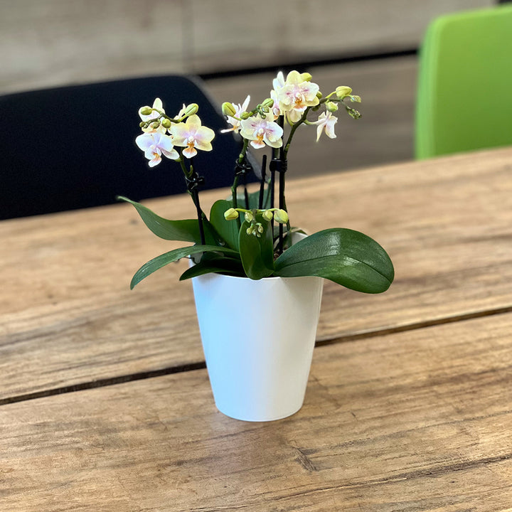 Duftende Tischorchidee |  Gelb + Pinke  Orchideen-Blüte