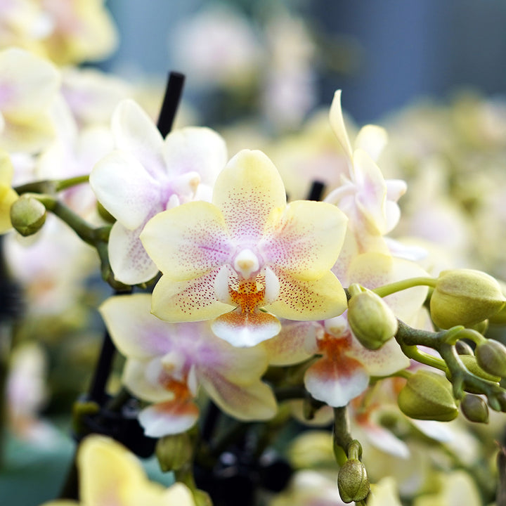 Duftende Tischorchidee |  Gelb + Pinke  Orchideen-Blüte