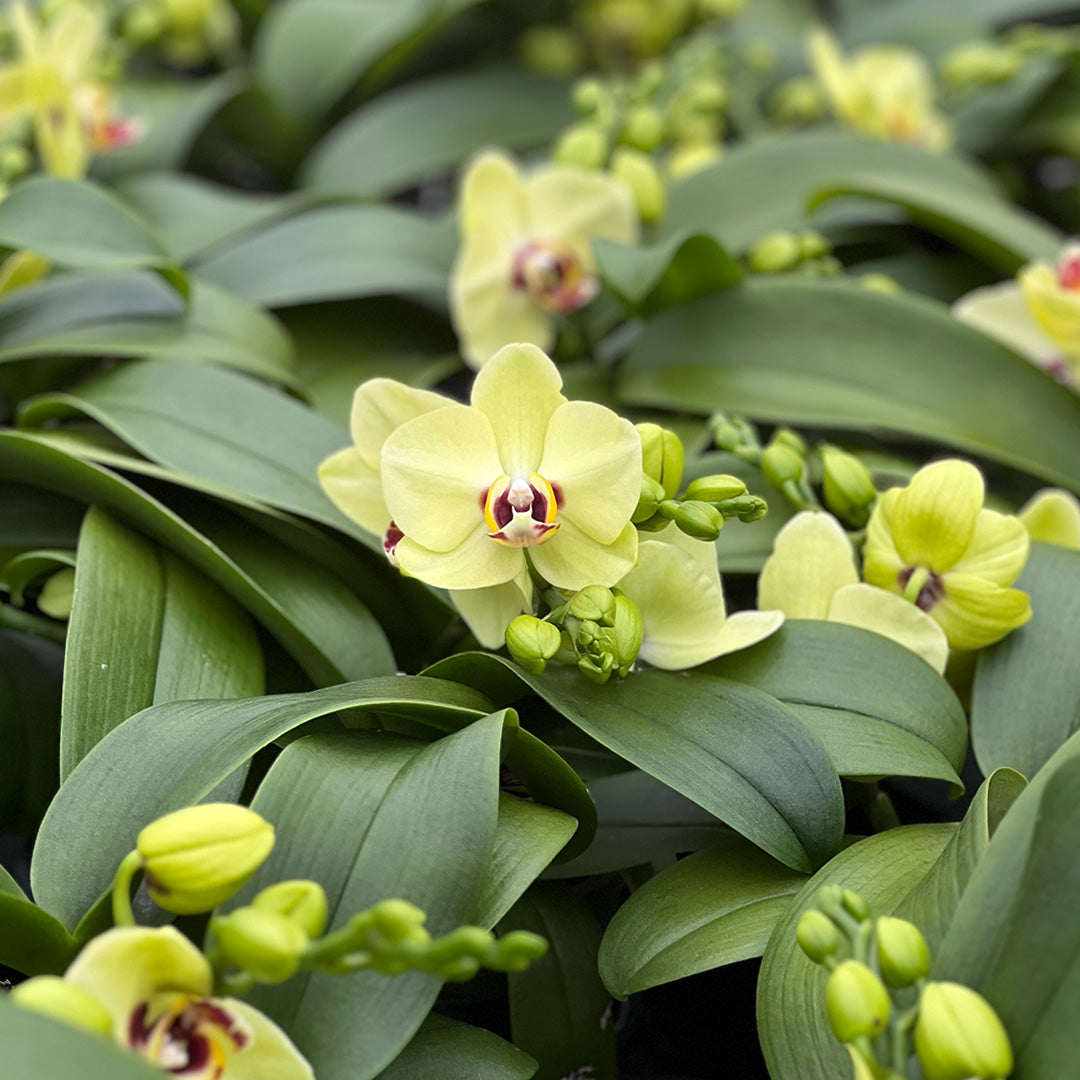 Gelbe Blüten mit roter Lippe | Traumhafte Tischorchideen