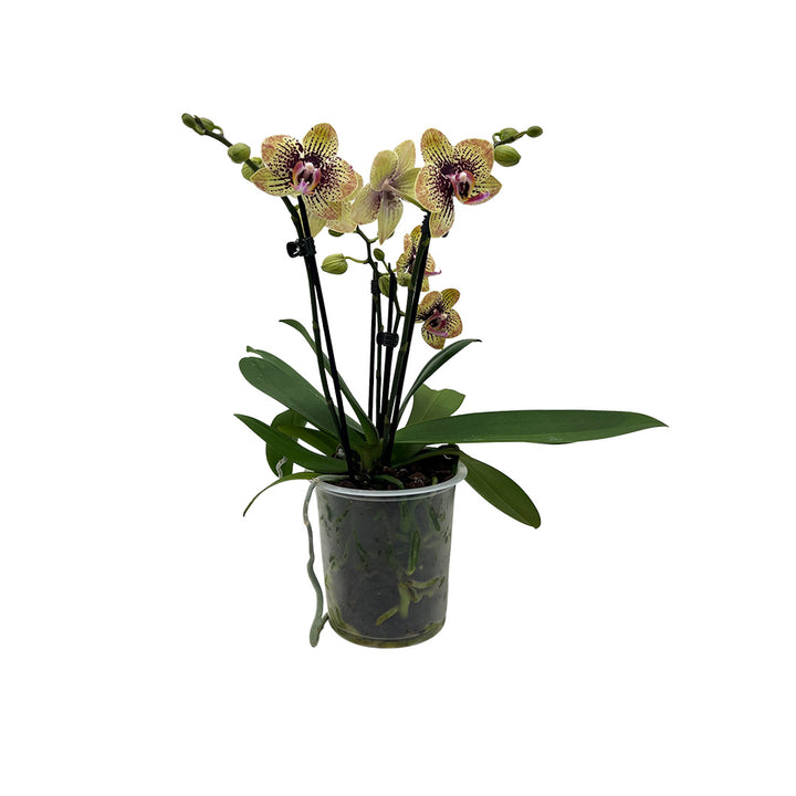 Gelbrot gepunktete Orchidee | Optional mit Übertopf