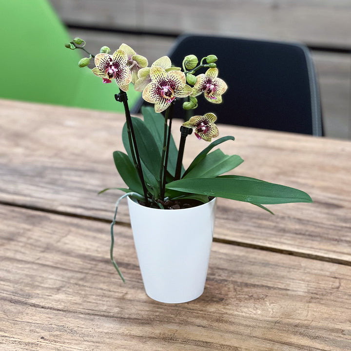Gelbrot gepunktete Orchidee | Optional mit Übertopf
