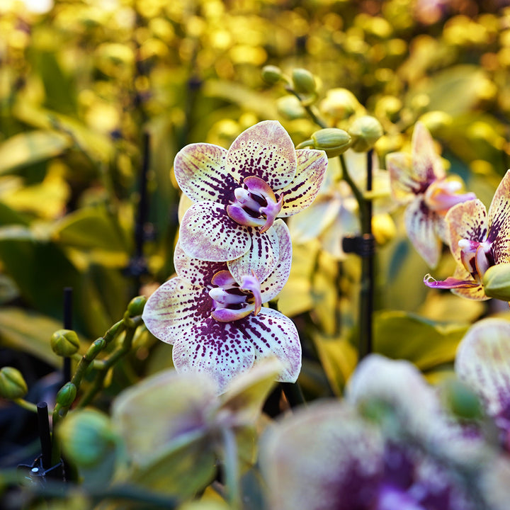 Gelbrot gepunktete Orchidee | Optional mit Übertopf