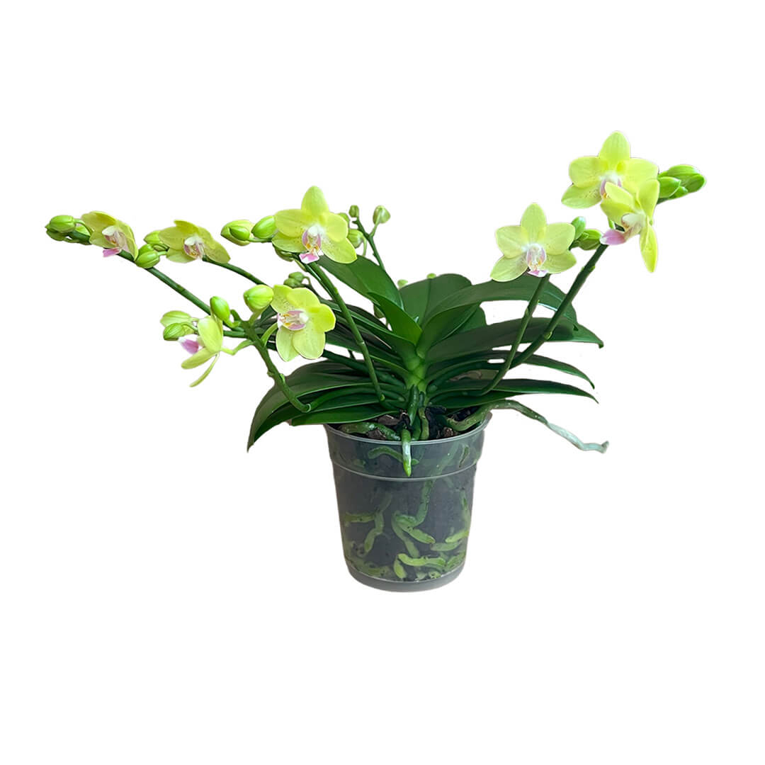 Gelbe, ungestäbte Red-Lip Orchidee | Optional mit Übertopf