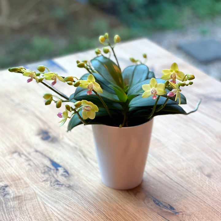 Gelbe, ungestäbte Red-Lip Orchidee | Optional mit Übertopf
