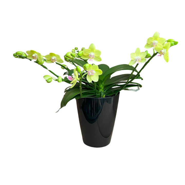 Gelbe, ungestäbte Red-Lip Orchidee | Optional mit Übertopf