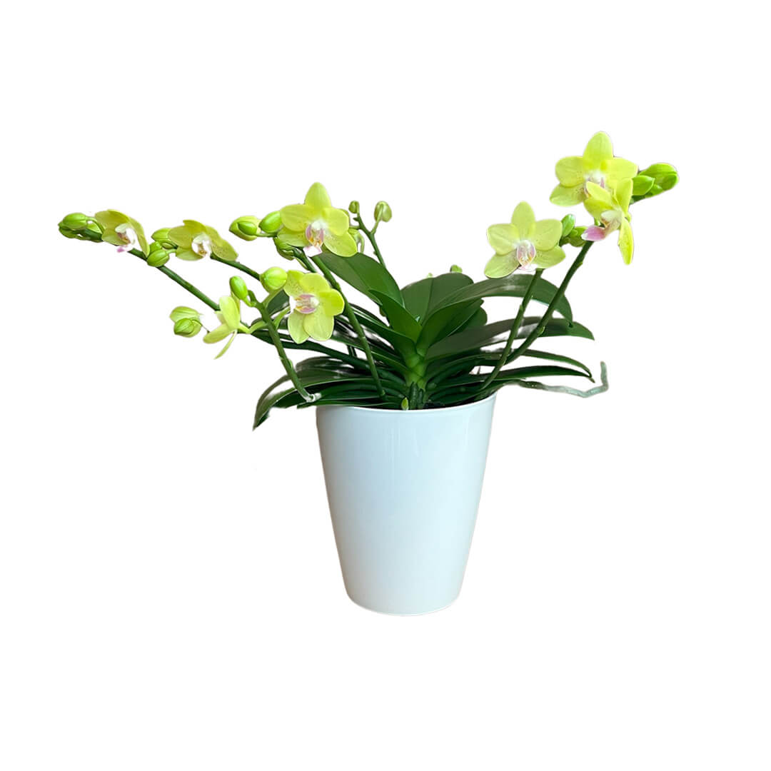 Gelbe, ungestäbte Red-Lip Orchidee | Optional mit Übertopf
