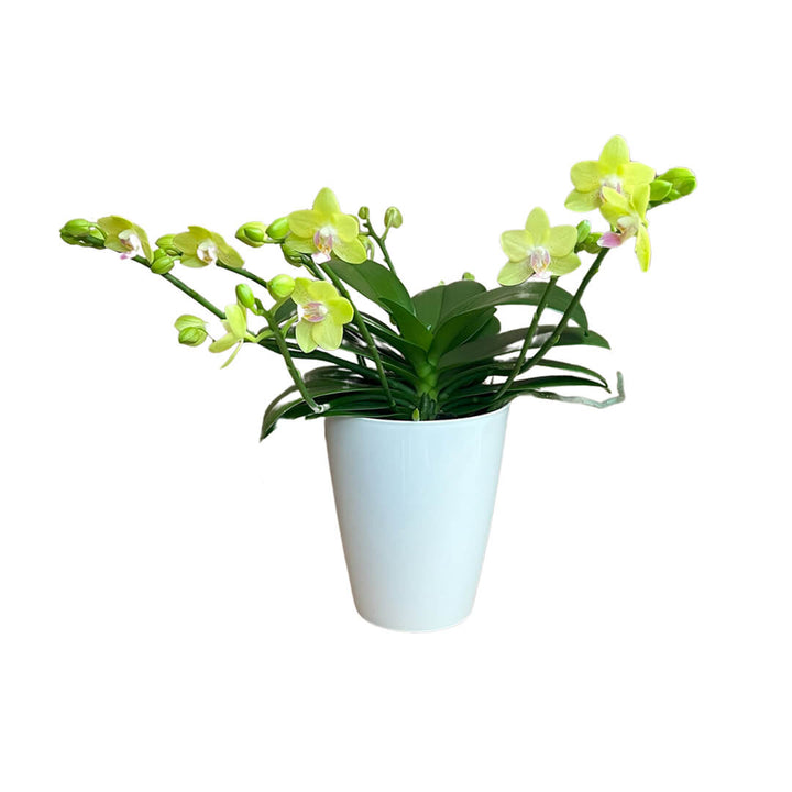 Gelbe, ungestäbte Red-Lip Orchidee | Optional mit Übertopf