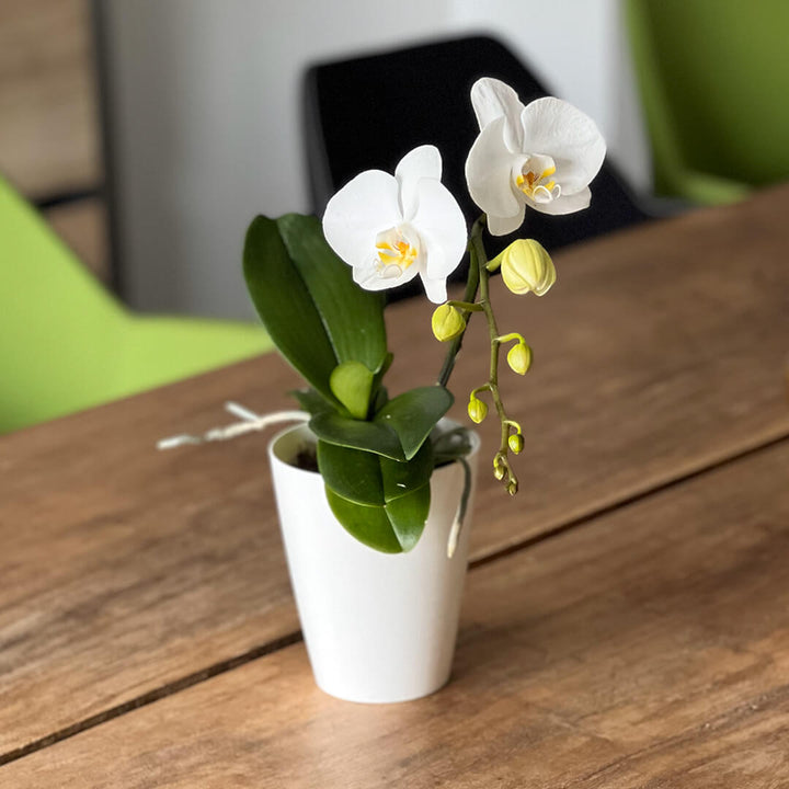 Großblumige Grand Dessert Orchidee | Optional mit Übertopf