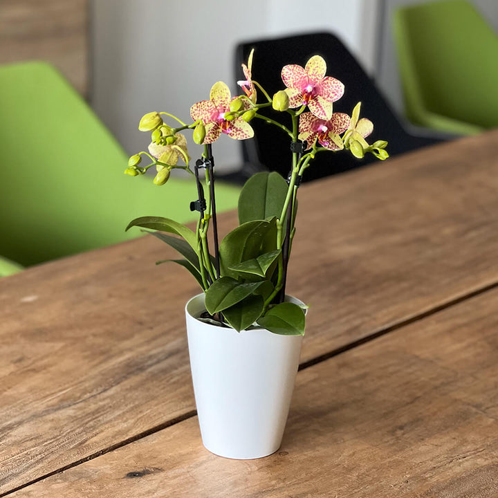 Grosseto gelb gescheckte Orchidee | Optional mit Übertopf