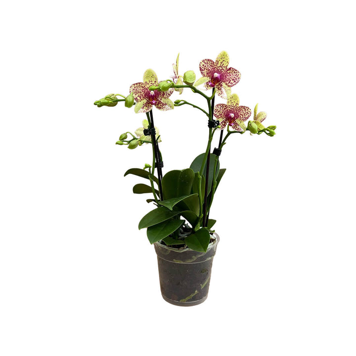 Grosseto gelb gescheckte Orchidee | Optional mit Übertopf